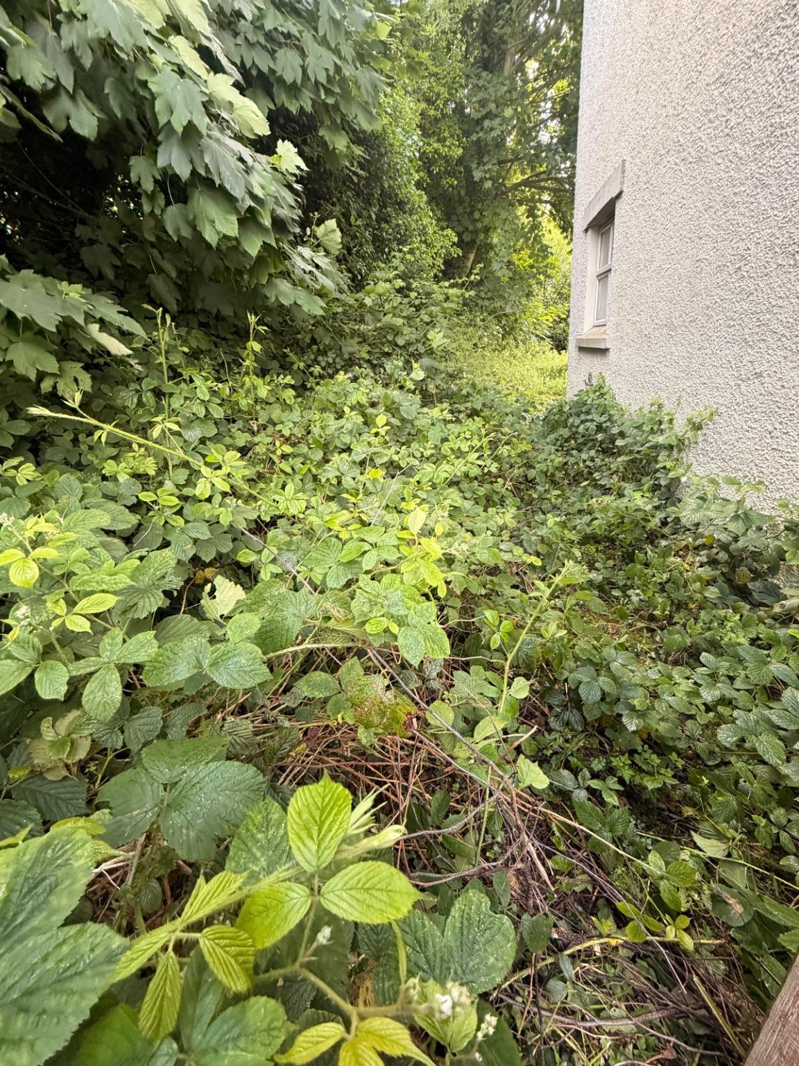 Overgrown site before clearance